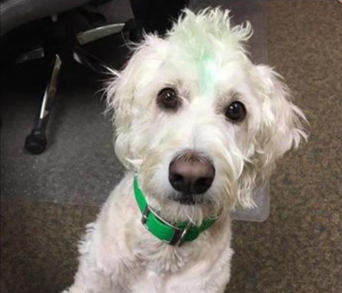 White dog with green collar and green mohawk